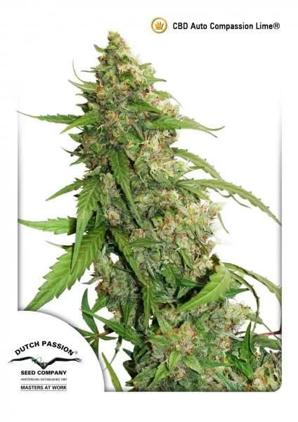 CBD AUTO COMPASSION LIME® DUTCH PASSION