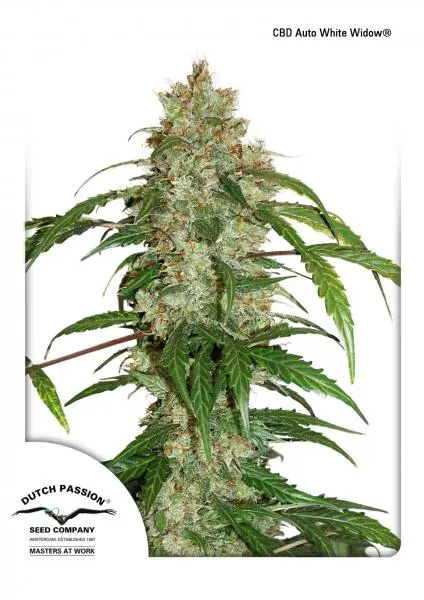 CBD AUTO WHITE WIDOW® DUTCH PASSION