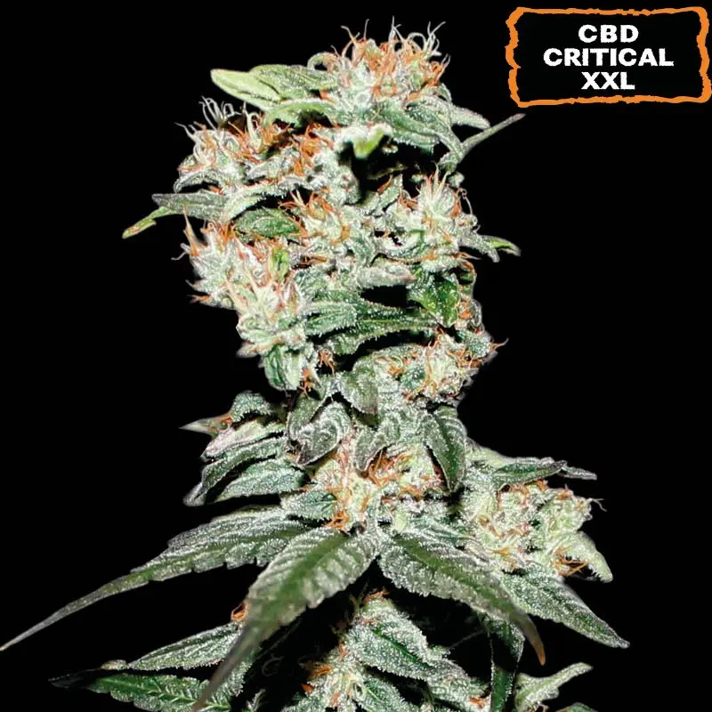 CBD CRITICAL XXL FEM SEEDSTOCKERS