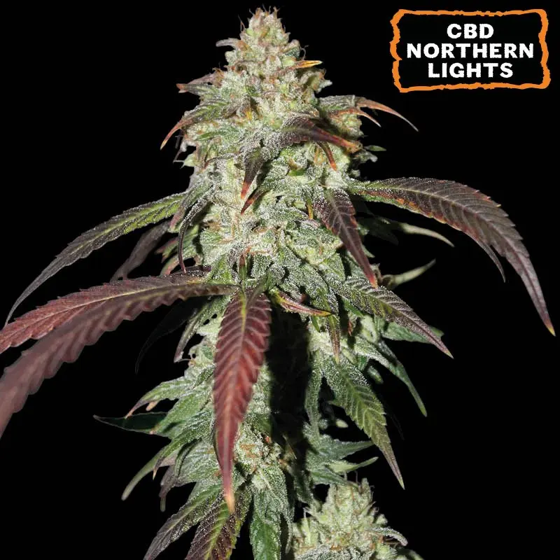 CBD NORTHERN LIGHTS FEM SEEDSTOCKERS