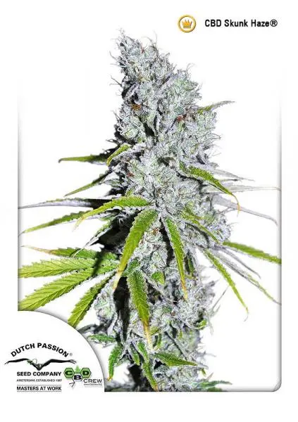 CBD SKUNK HAZE® DUTCH PASSION