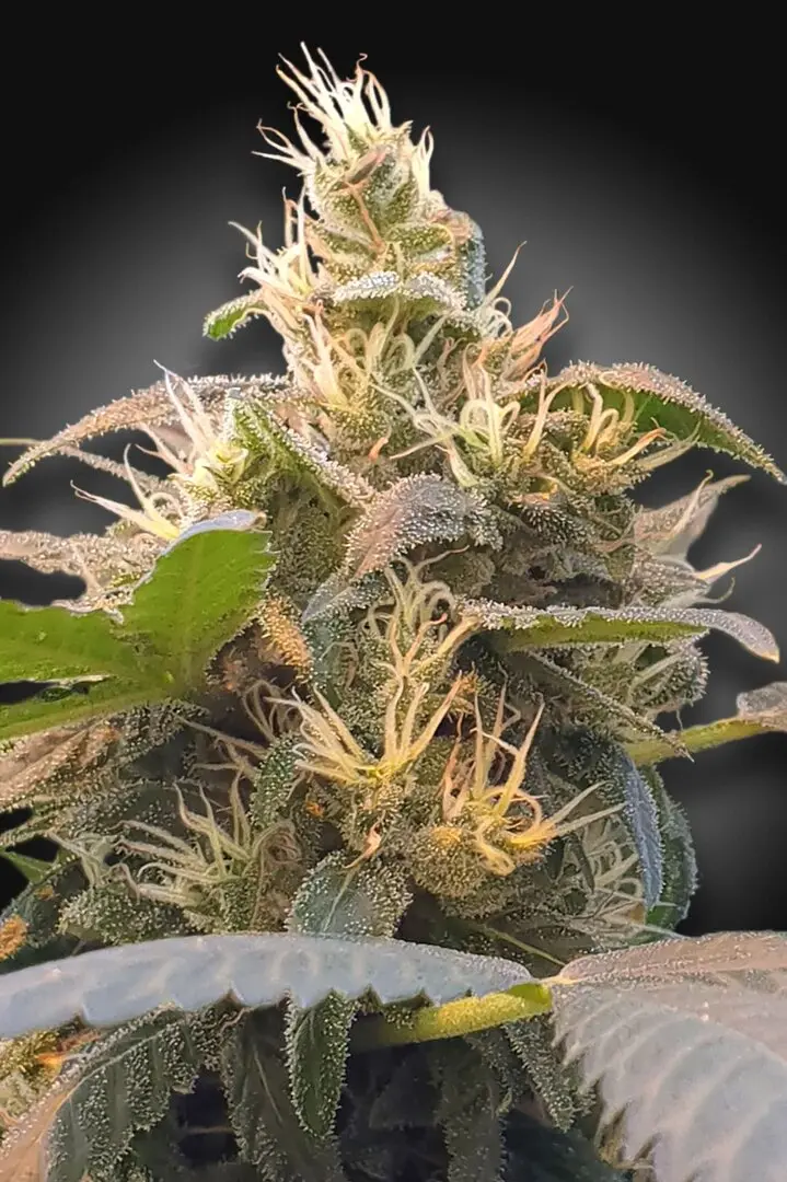 CBDENERGY PARADISE SEEDS