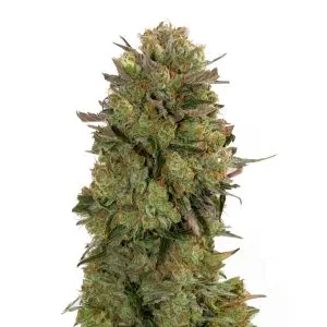 CHANTY (BANANA x GELATO33 x GORILLA 4#) GURU PLANT GENETIK FEM