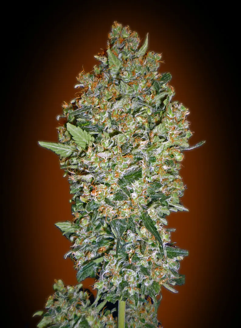 CHEESE BERRY 00 SEEDS FEM