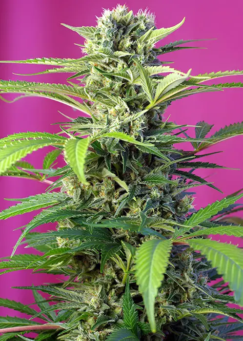 CHEM BEYOND DIESEL® C.B.D. SWEET SEEDS