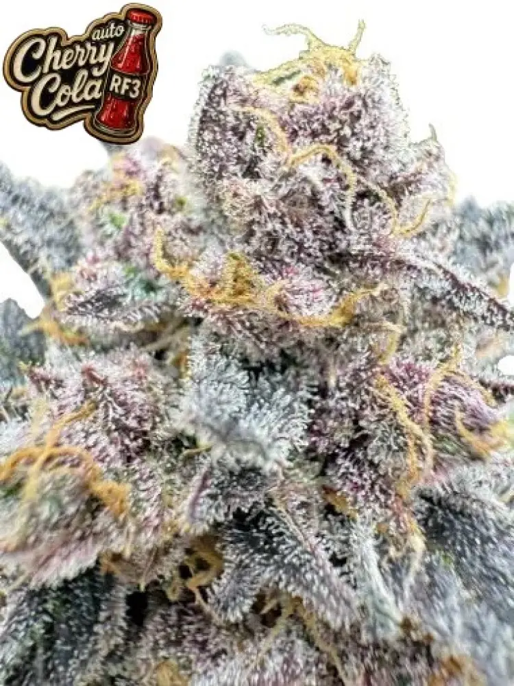 CHERRY COLA AUTO RF3 FAST BUDS