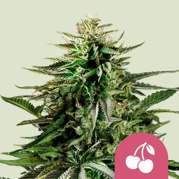 CHERRY PIE ROYAL QUEEN SEEDS