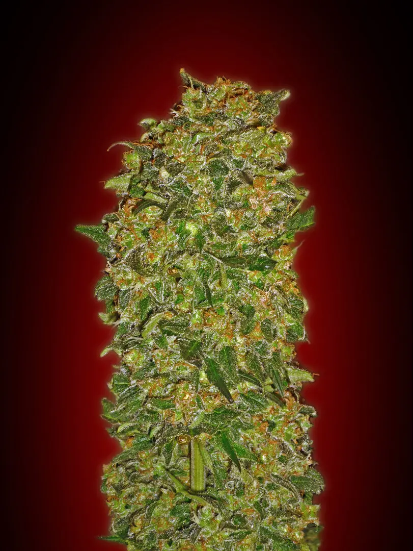 CHOCOLATE KUSH 00 SEEDS FEM