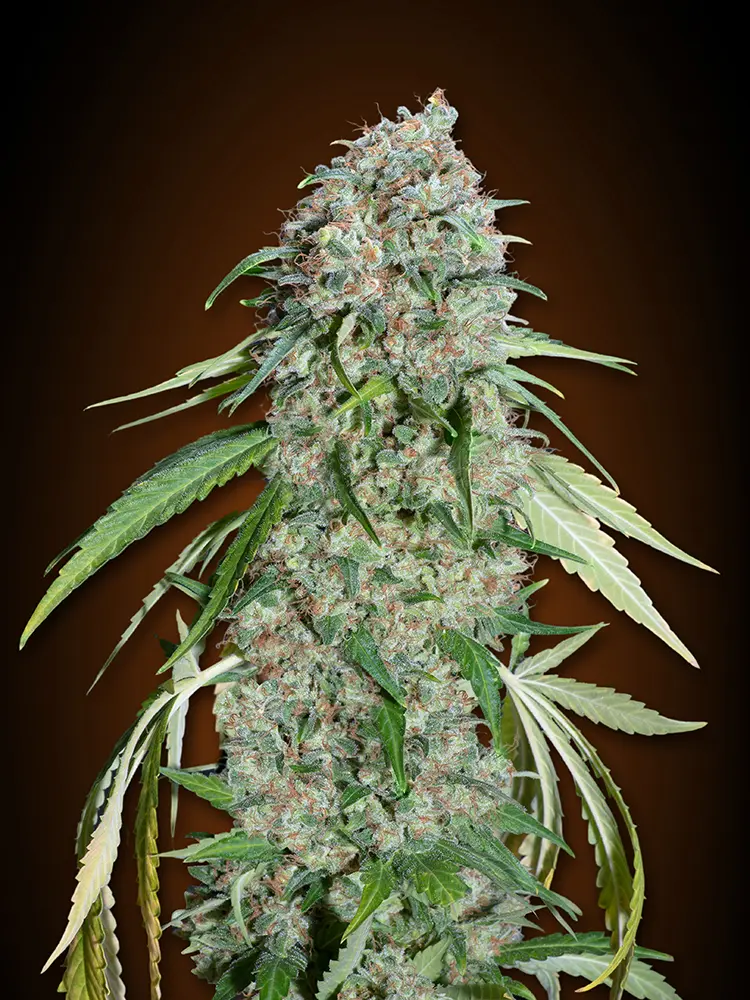 CHOCOLATE SKUNK CBD 00 SEEDS