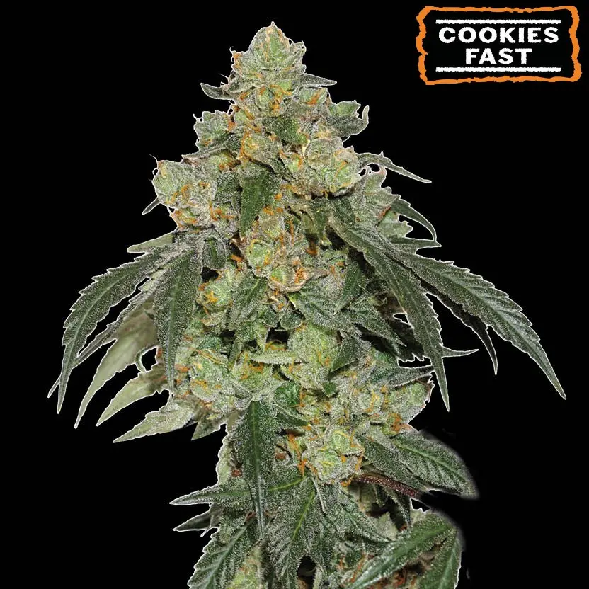 COOKIES FAST FEM SEEDSTOCKERS