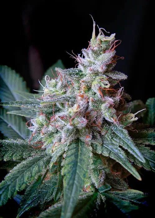 CREAM CARAMEL F1 FAST VERSION® SWEET SEEDS