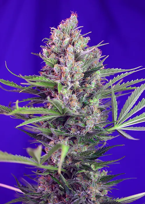 CREAM MANDARINE F1 FAST VERSION® SWEET SEEDS