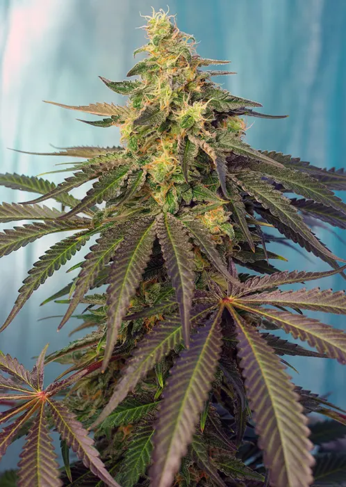 CREAM CARAMEL CBD® SWEET SEEDS