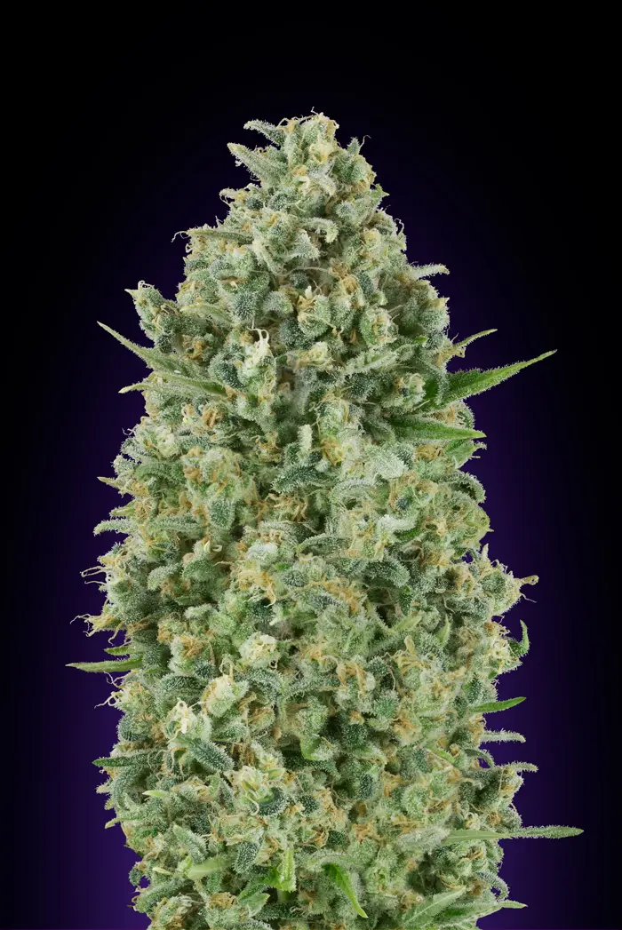 CRITICAL POISON 00 SEEDS FEM