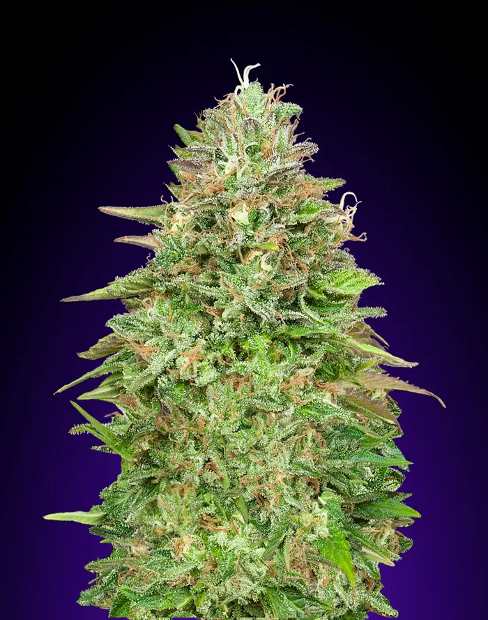 CRITICAL POISON FAST 00 SEEDS