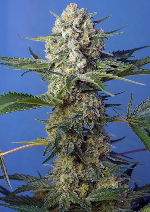 CRYSTAL CANDY F1 FAST VERSION® SWEET SEEDS