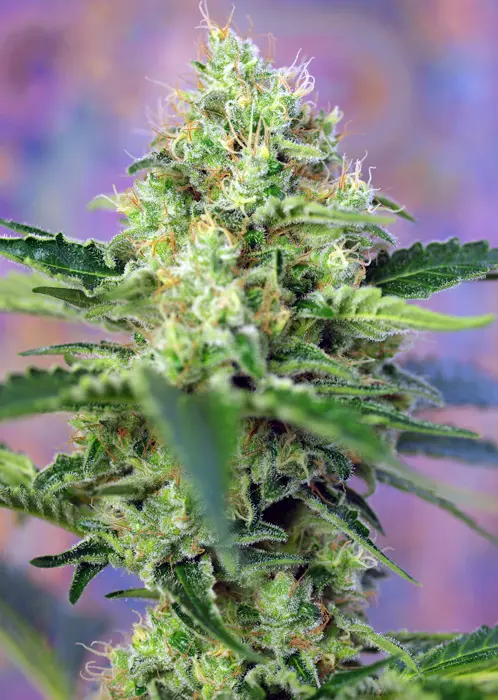 CRYSTAL CANDY® SWEET SEEDS FEM