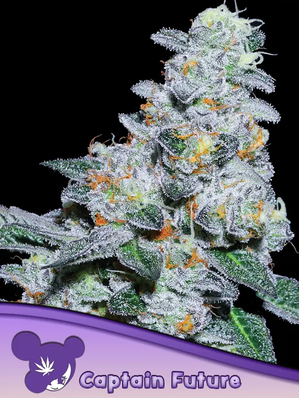 CAPTAIN FUTURE ANESIA SEEDS