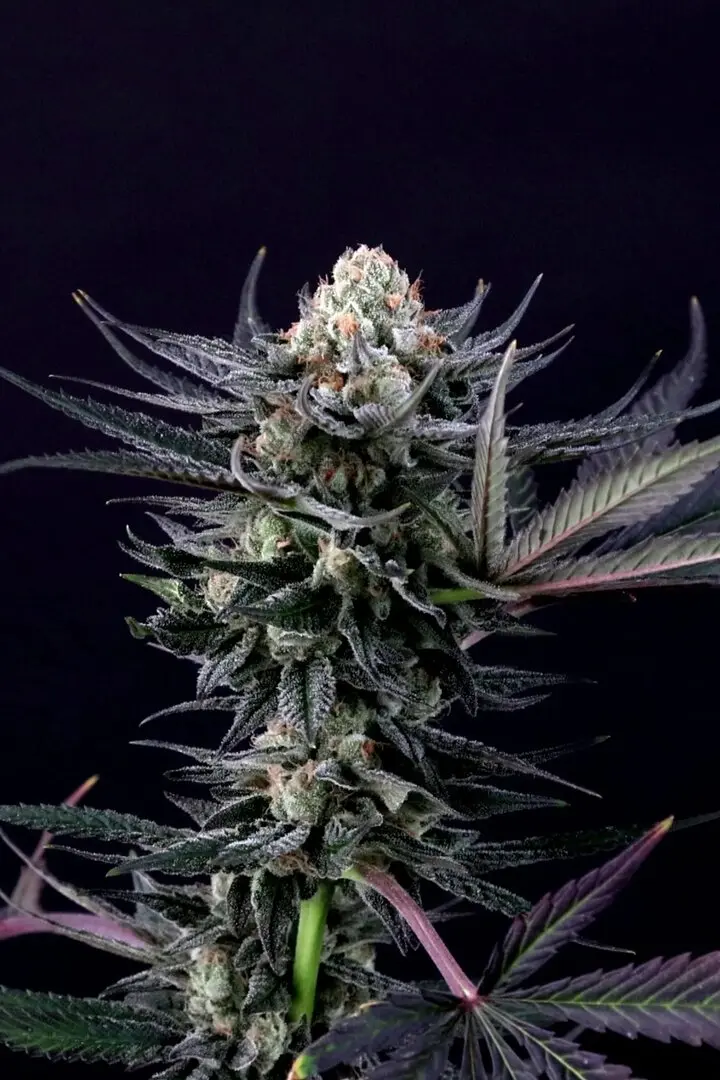 CARAMBA PARADISE SEEDS FEM