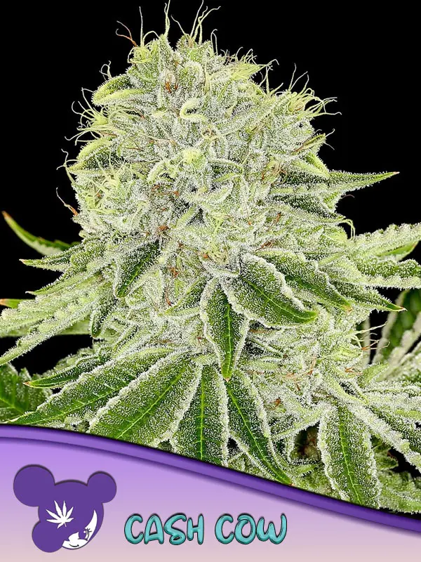 CASH COW ANESIA SEEDS