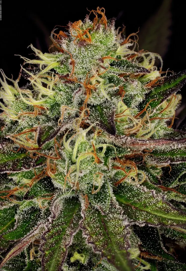 CHOCOLATE WAFFLEZ PARADISE SEEDS FEM