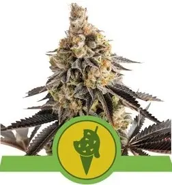 COOKIES GELATO AUTOMATIC ROYAL QUEEN SEEDS