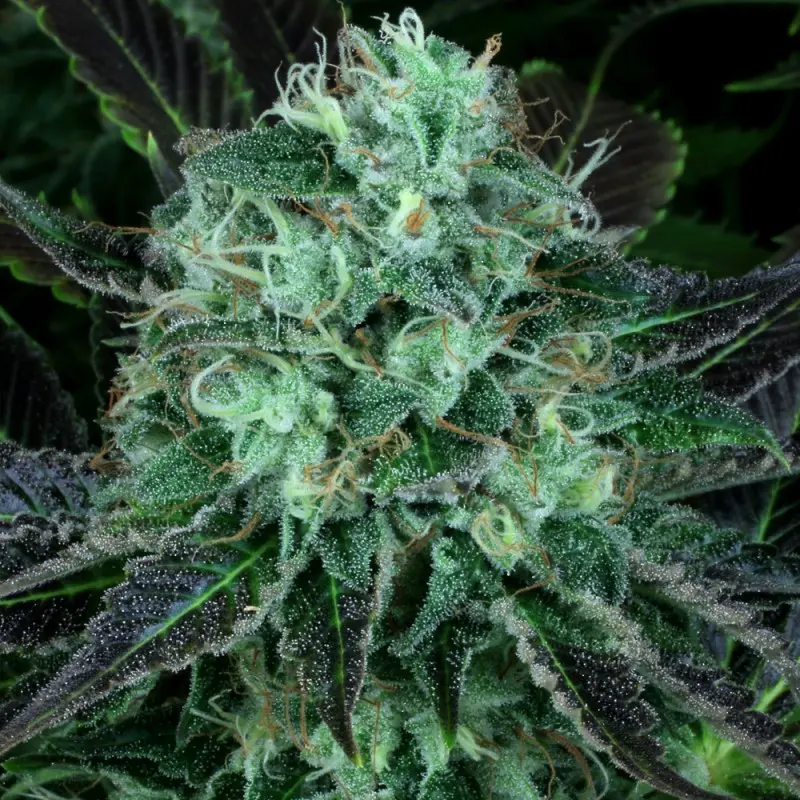 DARKSTAR T.H. SEEDS REG