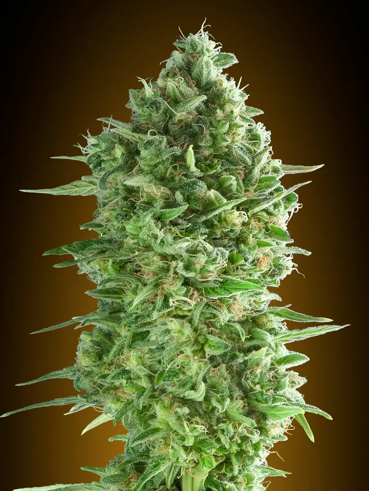 DO-SI-DOS COOKIES 00 SEEDS FEM