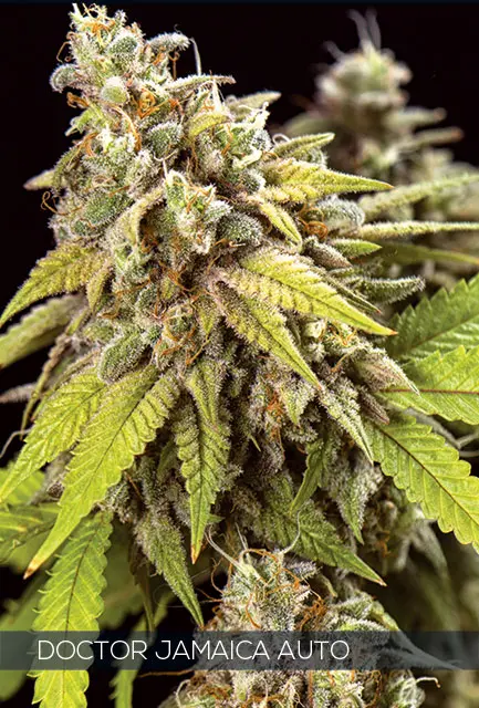 DOCTOR JAMAICA AUTO - VISION SEEDS