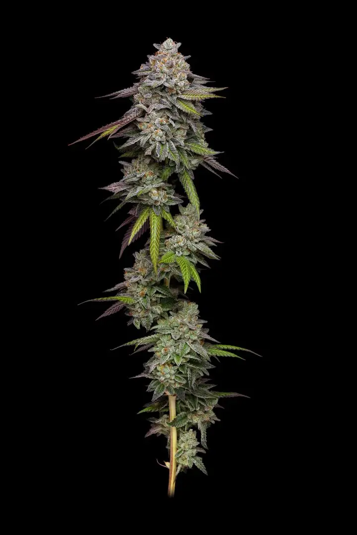 DOUBLE STACK PARADISE SEEDS FEM