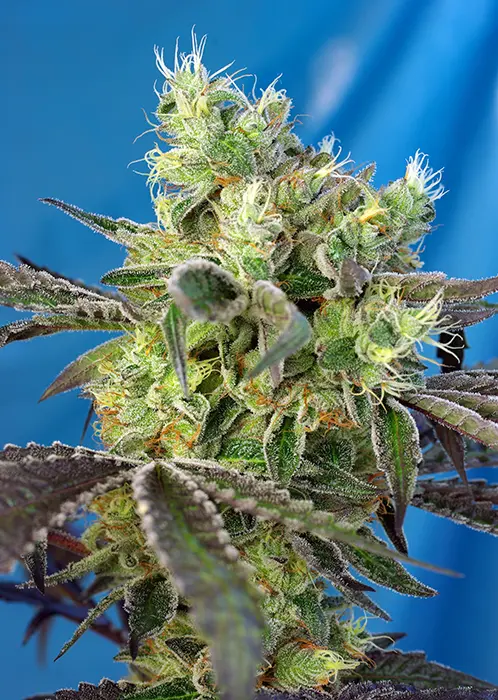 DO-SWEET-DOS® SWEET SEEDS FEM