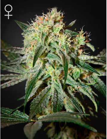 DAMN SOUR GREEN HOUSE SEED FEM