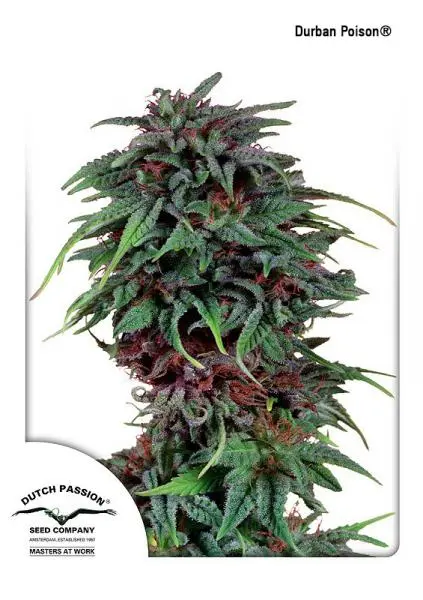 DURBAN POISON ® DUTCH PASSION REG