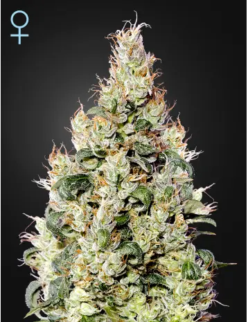 EXODUS CHEESE AUTO CBD GREEN HOUSE SEED