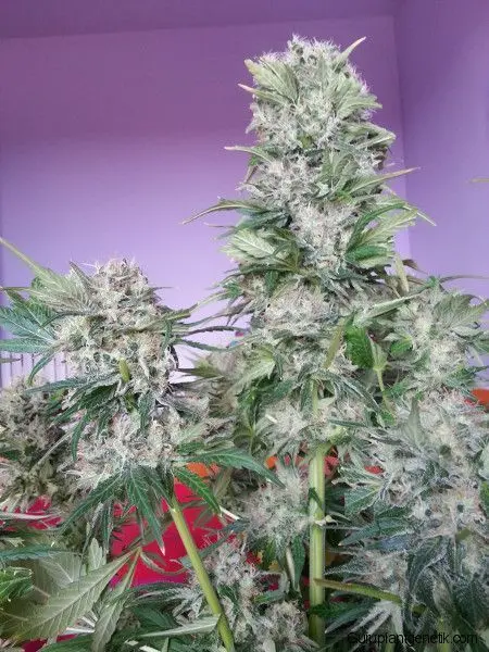 EQUILIBRIUM CBD GURU PLANT GENETIK MEDICAL