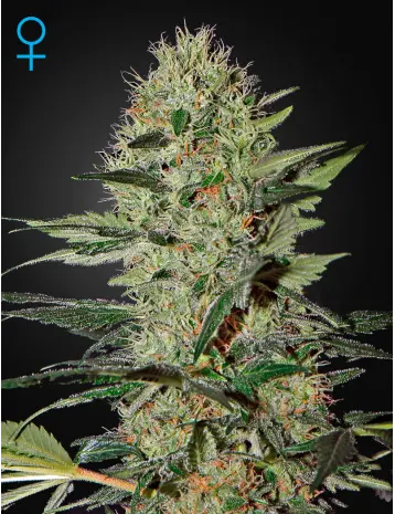 EXODUS CHEESE AUTO GREEN HOUSE SEED