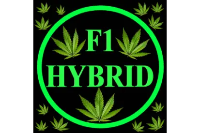 SEMI F1 HYBRID