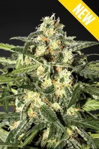 JACK HERER SEEDSALAD FEM