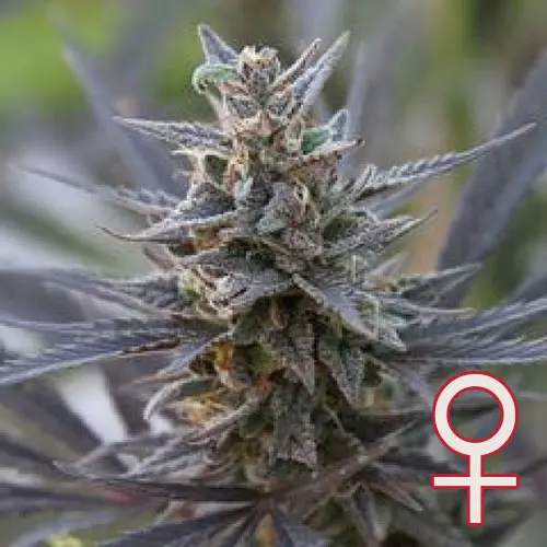 SPONTANICA® FEM - KC BRAINS SEEDS