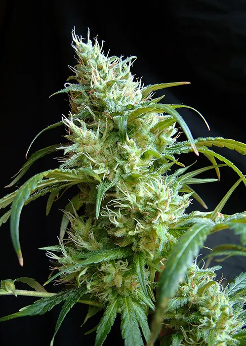 FLASH BACK #2 SWEET SEEDS FEM