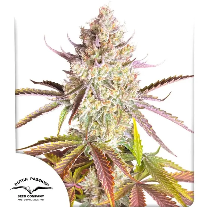 FRUIT BOMB PUNCH® DUTCH PASSION FEM