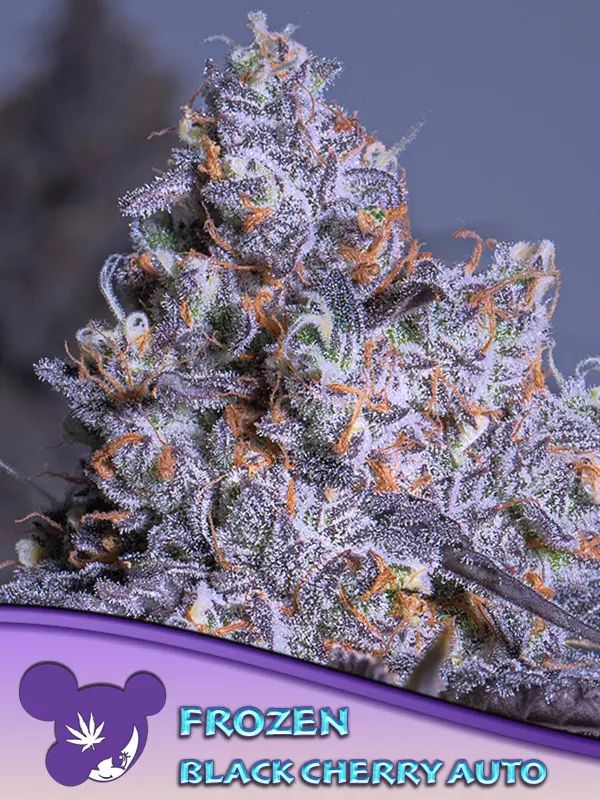 FROZEN BLACK CHERRY AUTO ANESIA SEEDS