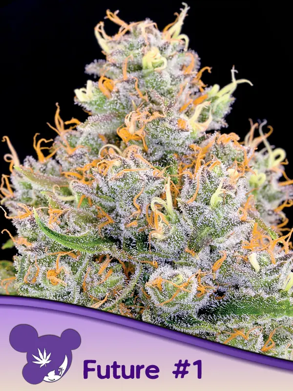 FUTURE #1 ® ANESIA SEEDS