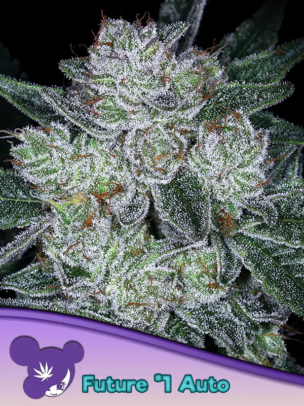 AUTO FUTURE # 1 ® ANESIA SEEDS