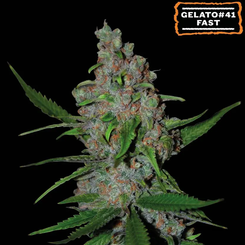 GELATO 41 FAST FEM SEEDSTOCKERS