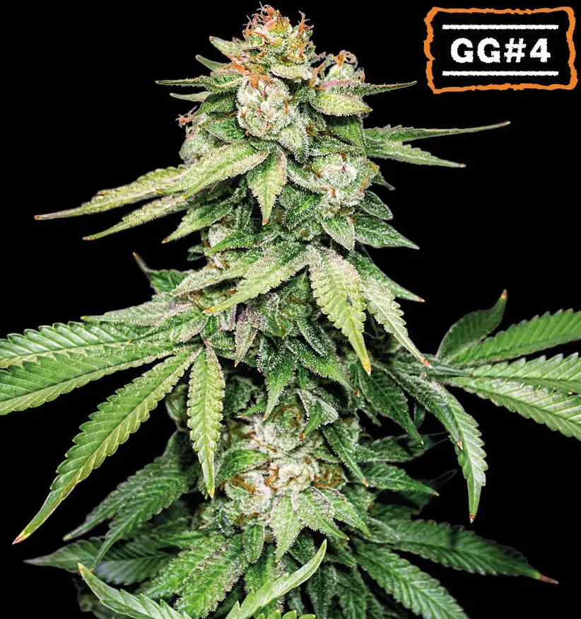 GG#4 AUTO SEEDSTOCKERS