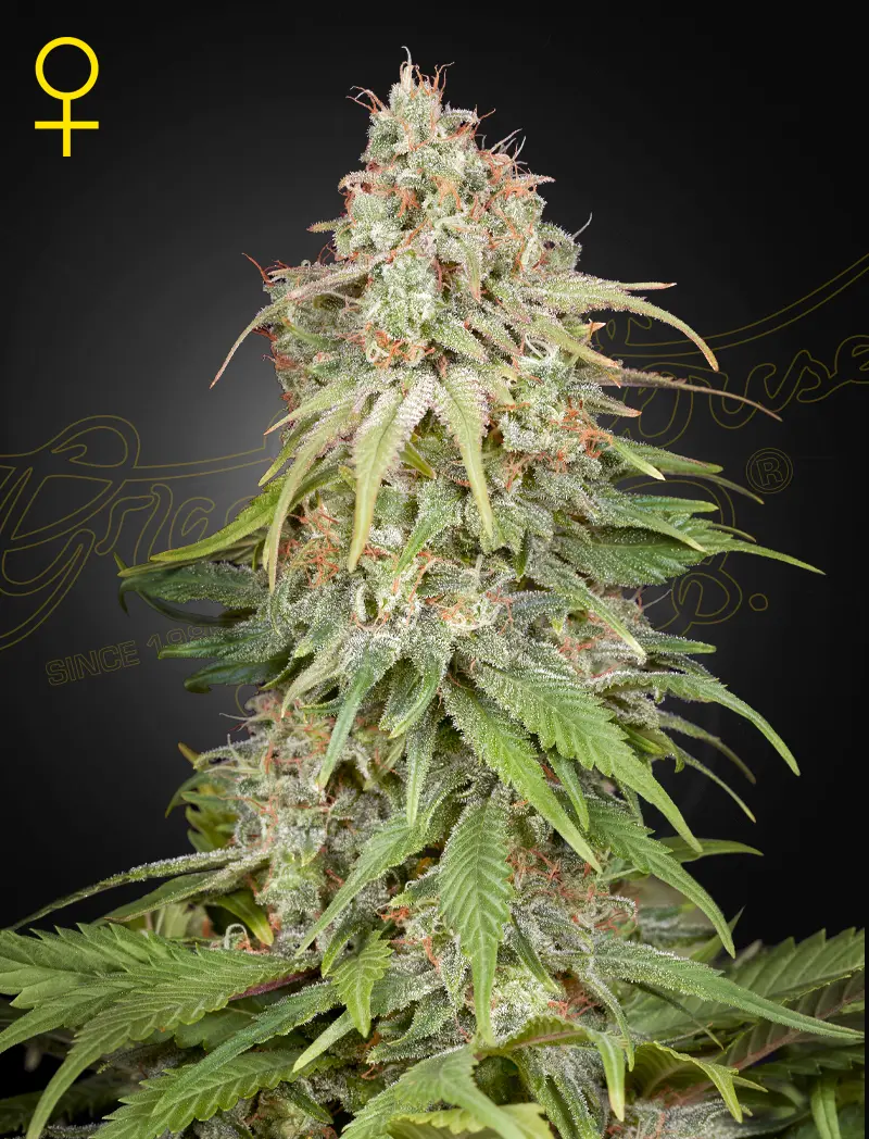 GH AMNESIA GREEN HOUSE SEED FEM