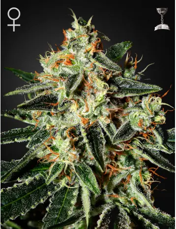 GH CHEESE GREEN HOUSE SEED FEM