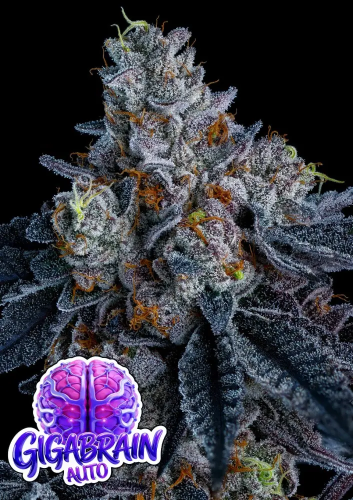 GIGA BRAIN AUTO ANESIA SEEDS