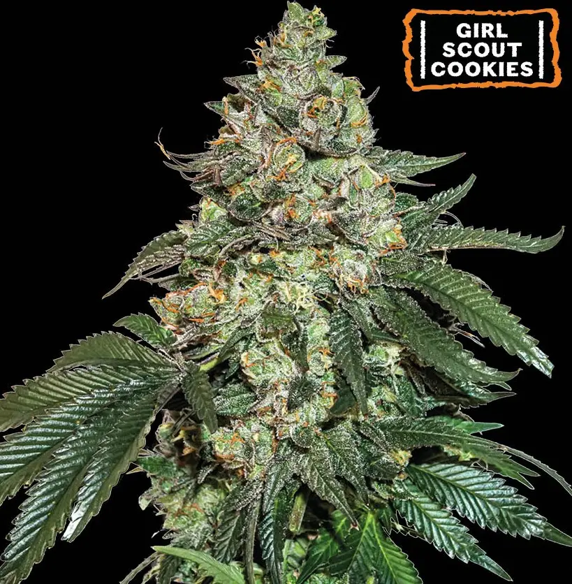 GIRL SCOUT COOKIES AUTO SEEDSTOCKERS